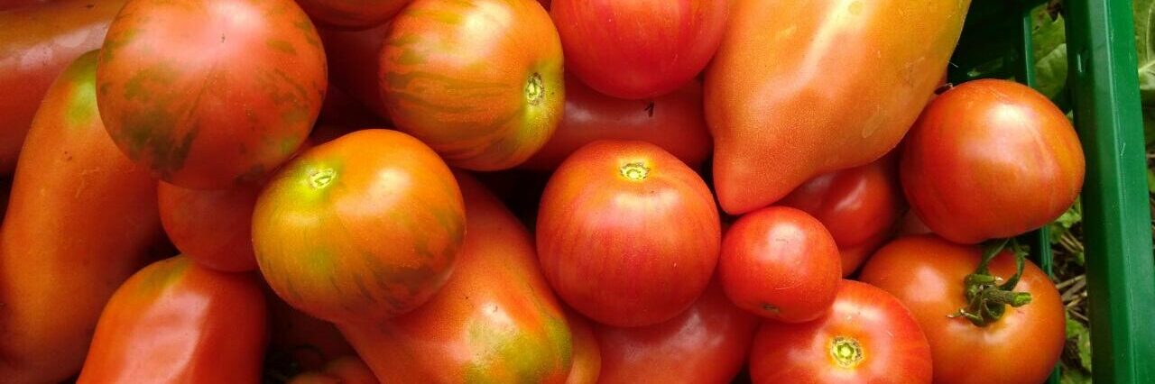 Kiste mit Tomaten verschiedener Sorten