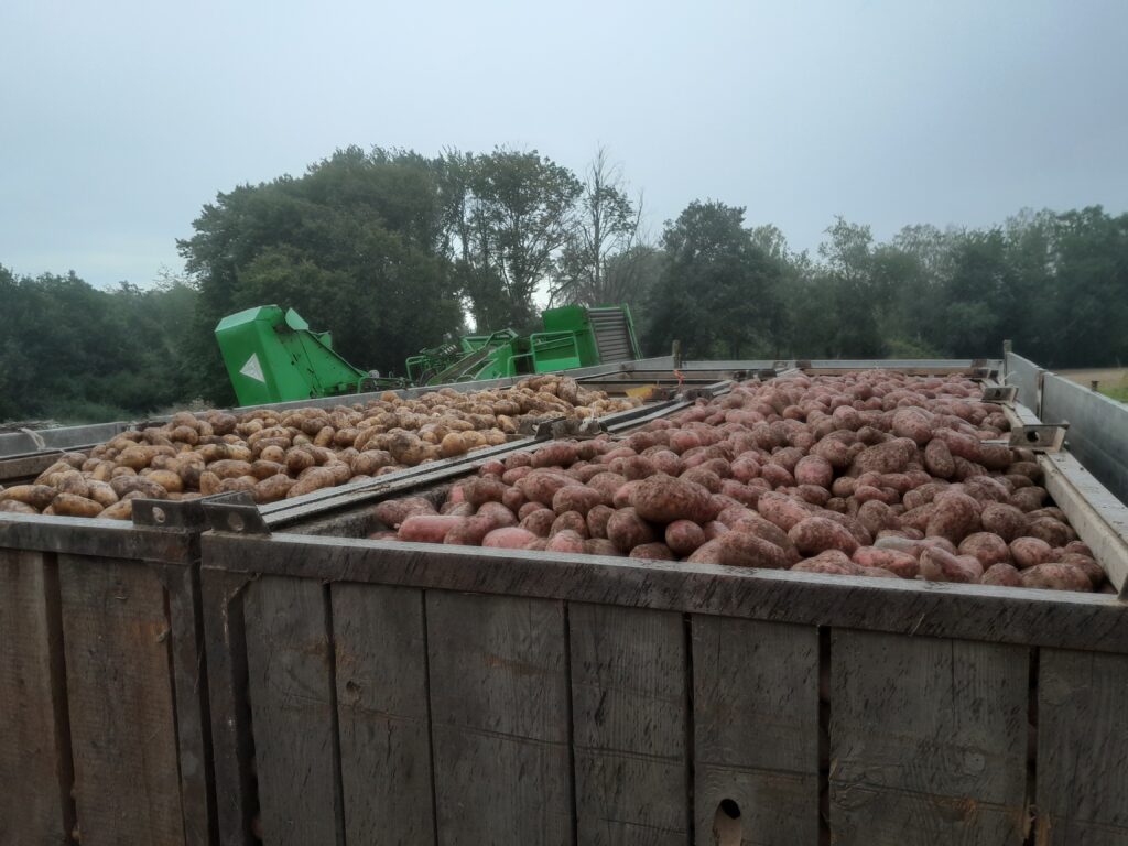 Verschiedene Sorten Kartoffeln in Kisten vor Kartoffelroder