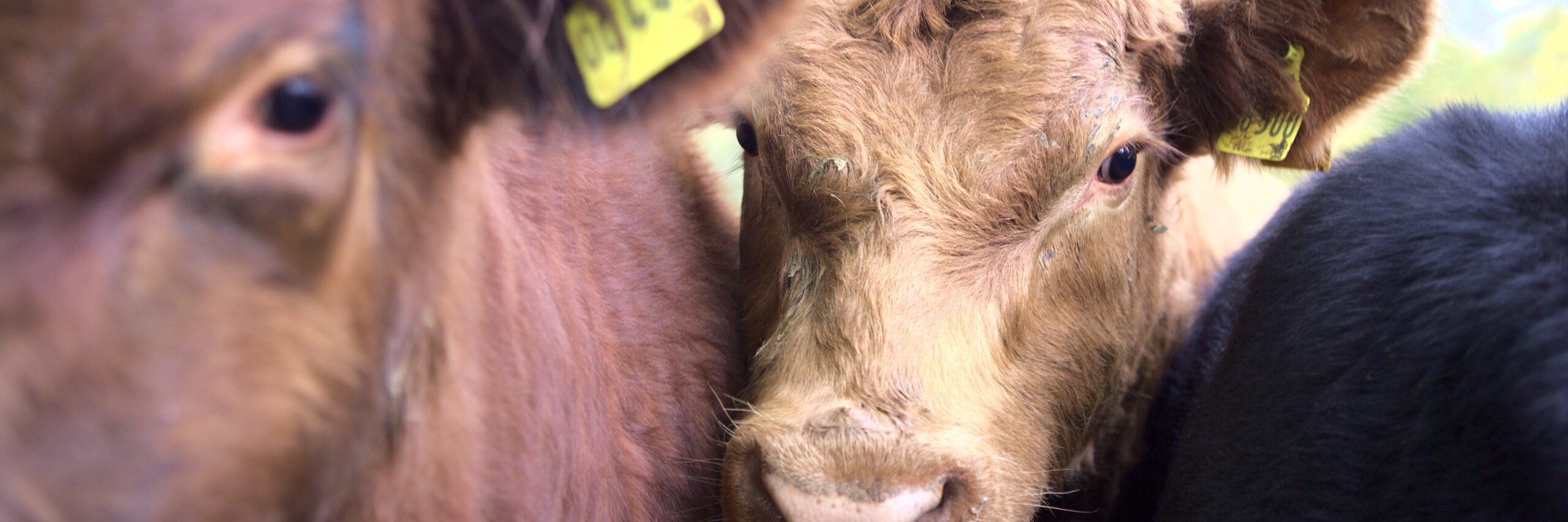 Flankiert von zwei weiteren Tieren schaut Angus-Bulle in Kamera