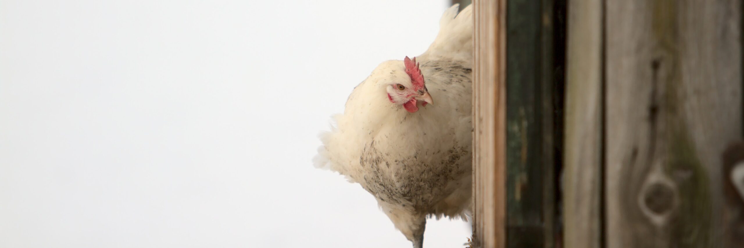 Weißes Huhn zwischen Wagen und Schneelandschaft