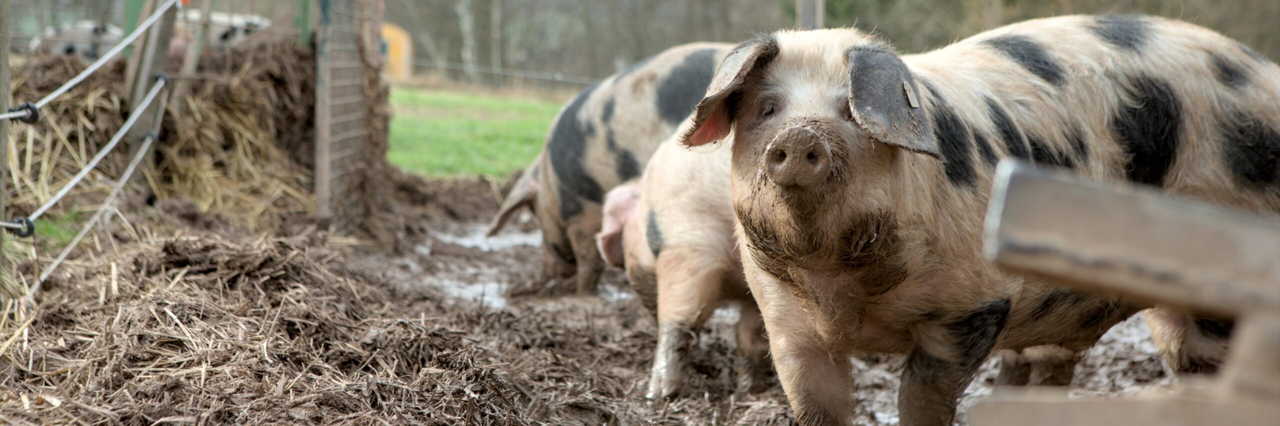 Bunte Bentheimer Schweine in ihrer Suhle