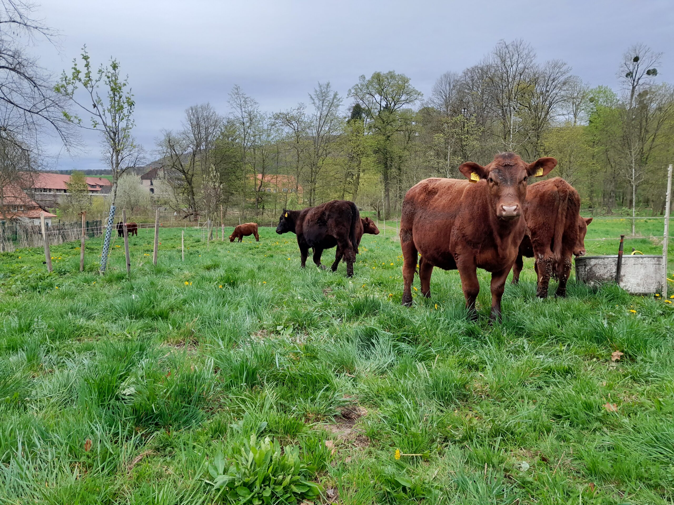 Frisches Grün & Kälber