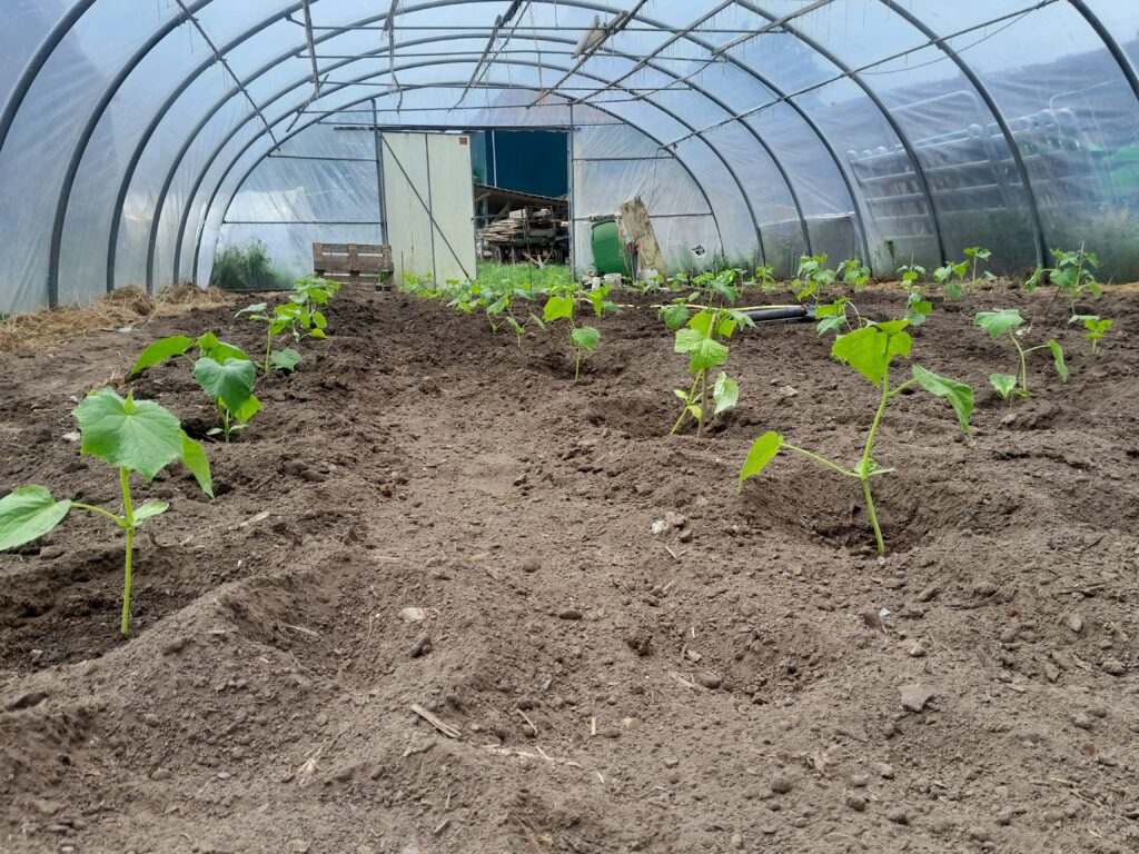 Frisch gepflanzte Gurken