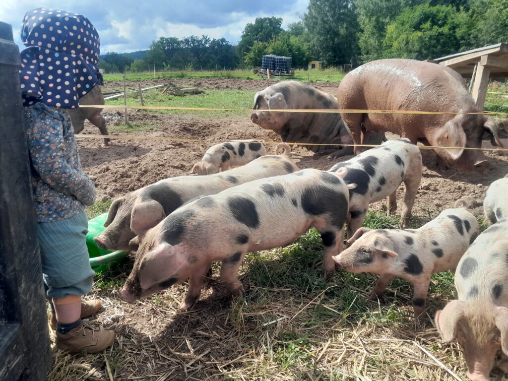 Schweine beim Erkunden