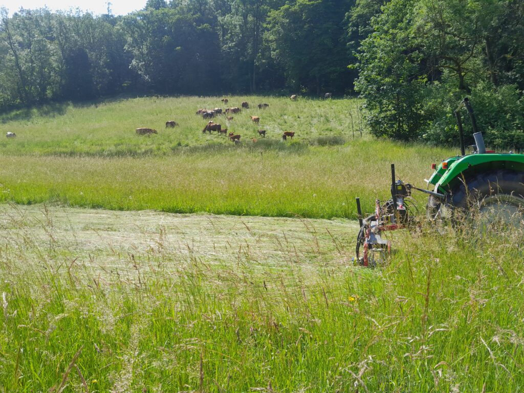 Grünlandmahd mit Kuhherde im Hintergrund