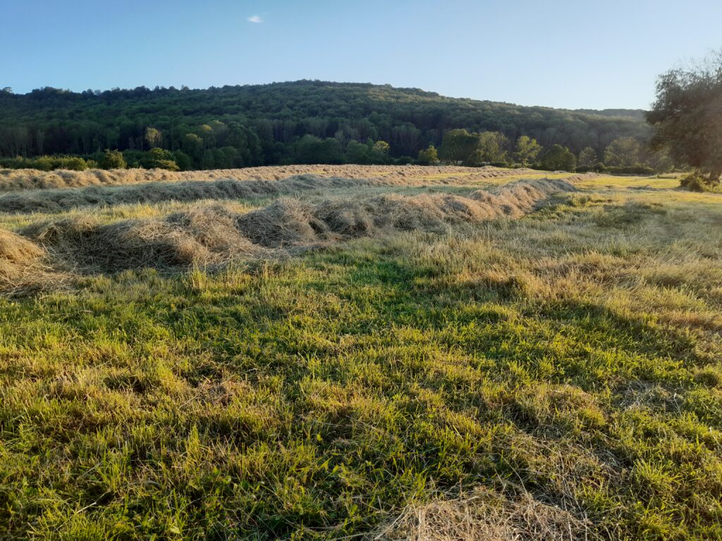 Heuschwade in der Abendsonne