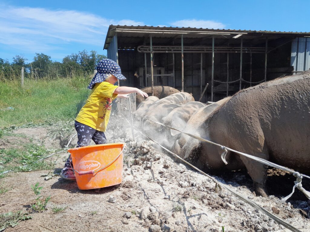 Schweine werden gefüttert