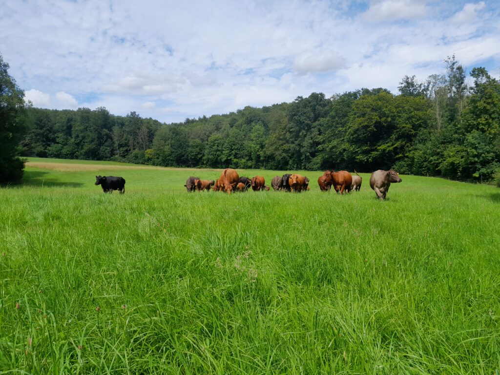 Rinderherde auf Weide