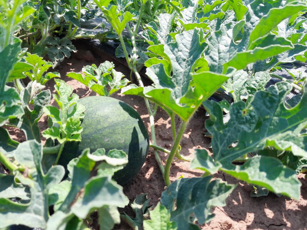 Melonenpflanze mit Frucht