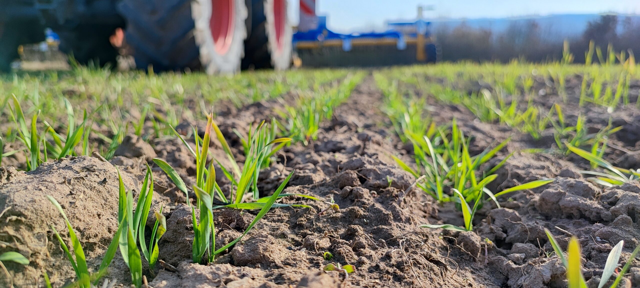 Kleine Weizenpflanzen mit einem Traktor im Hintergrund