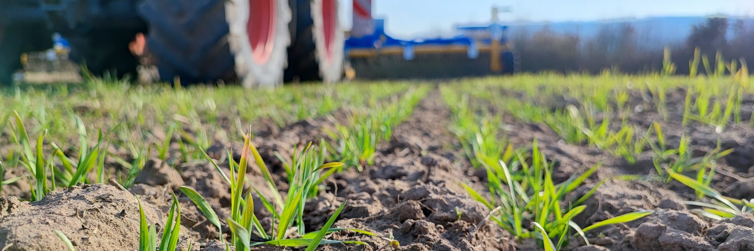 Kleine Weizenplanzen mit einem Traktor im Hintergrund